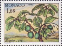 Branch of a Plum Tree in Summer