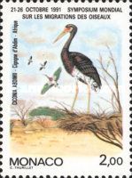 Abdim's Stork (Ciconia abdimii)