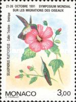 Broad-tailed Hummingbird (Selasphorus platycercus)