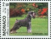 Schnauzer (Canis lupus familiaris)