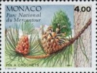 Pin a Crochets (Pinus uncinata)