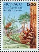Scots Pine or Pin Sylvestre