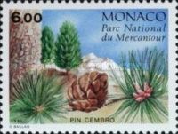 Swiss Pine or Pin Cembro