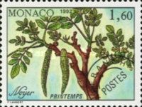 Branch of a Walnut Tree in Spring