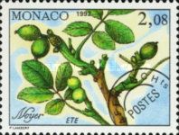 Branch of a Walnut Tree in Summer