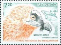 Bearded Vulture (Gypaetus barbatus)