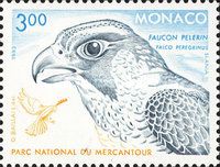 Peregrine Falcon (Falco peregrinus)