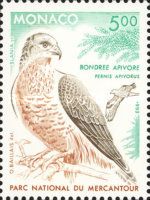 European Honey-buzzard (Pernis apivorus)