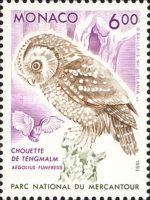Boreal Owl (Aegolius funereus)