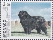 Newfoundland Dog (Canis lupus familiaris)