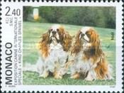 Cavalier-King-Charles-Spaniel (Canis lupus familiaris)