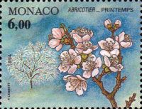 Branch of an Apricot Tree in Spring