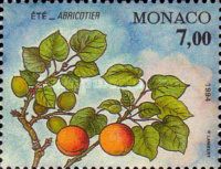 Branch of an Apricot Tree in Summer