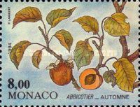 Branch of an Apricot Tree in Autumn