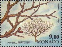 Branch of an Apricot Tree in Winter
