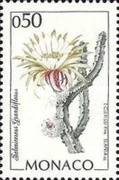 Selenicereus grandiflorus