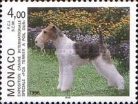 Wire-haired Fox Terrier (Canis lupus familiaris)