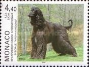 Afghan Hound (Canis lupus familiaris)
