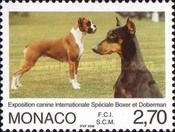 German Boxer, Doberman Pinscher (Canis lupus familiaris)