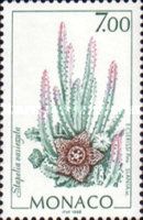Stapelia variegata