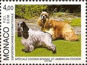 Cocker Spaniel, American Cocker Spaniel (Canis lupus familia