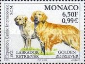 Labrador Retriever, Golden Retriever (Canis lupus familiaris