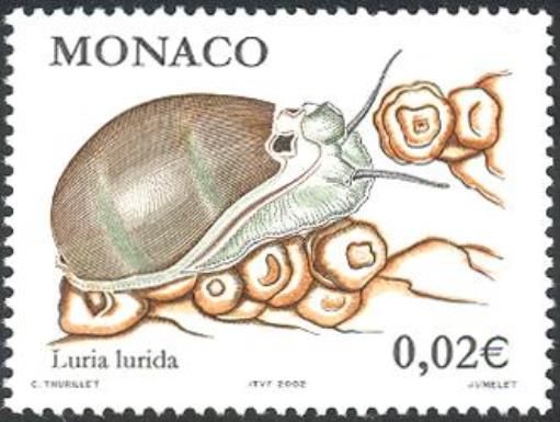 Brown Cowry (Luria lurida)