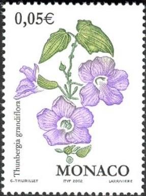 Blue Skyflower (Thunbergia grandiflora)