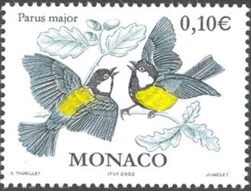 Great Tit (Parus major)