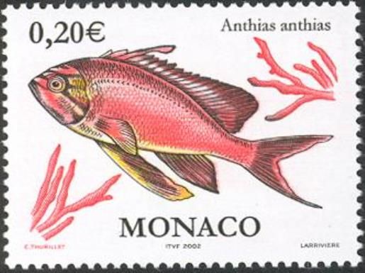 Swallowtail Seaperch (Anthias anthias)