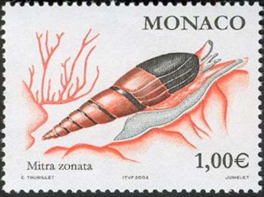 Zoned Mitre (Mitra zonata)