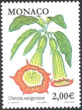 Red Angel's Trumpet (Datura sanguinea)