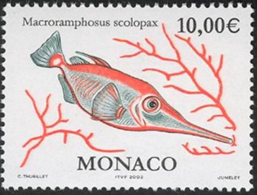 Longspine Snipefish (Macroramphosus scolopax)