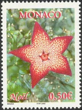 Stapelia sp.