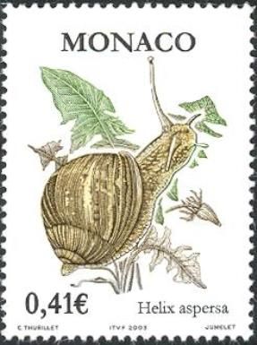 Common Graden Snail (Helix aspersa)