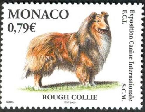 Rough Collie (Canis lupus familiaris)