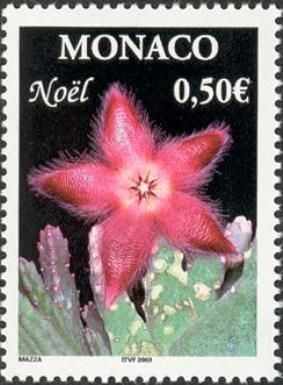 Stapelia grandiflora