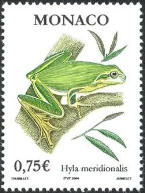 Mediterranean Tree Frog (Hyla meridionalis)