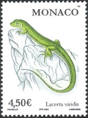 European Green Lizard (Lacerta viridis)