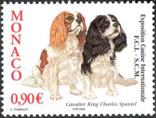 Cavalier-King-Charles-Spaniel (Canis lupus familiaris)