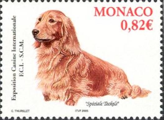 Long-haired Dachshund (Canis lupus familiaris)