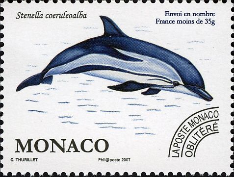 Striped Dolphin (Stenella coeruleoalba)