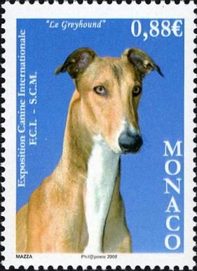 Greyhound (Canis lupus familiaris)