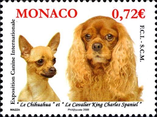 Chihuahua, Cavalier-King-Charles-Spaniel (Canis lupus famili