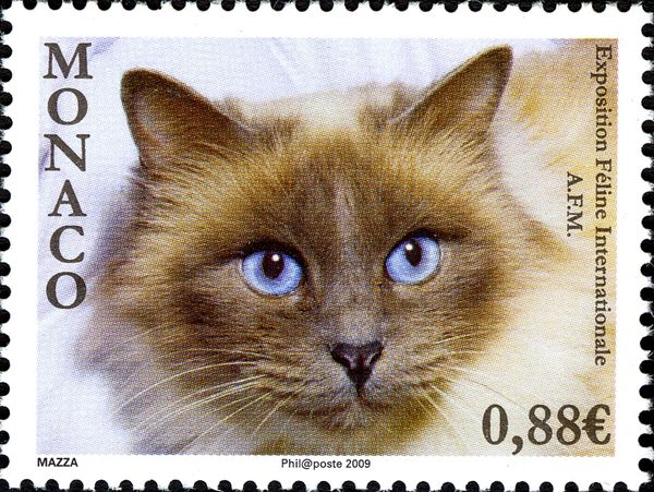 Ragdoll (Felis silvestris catus)