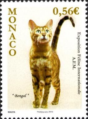 Bengal Cat (Felis silvestris catus)