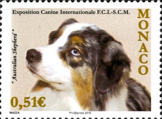 Australian Shepherd (Canis lupus familiaris)