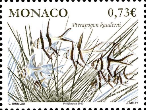 Banggai Cardinalfish (Pterapogon kauderni), Posidonia
