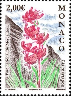 Turk's Cap Lily (Lilium martagon), Mercantour National Park