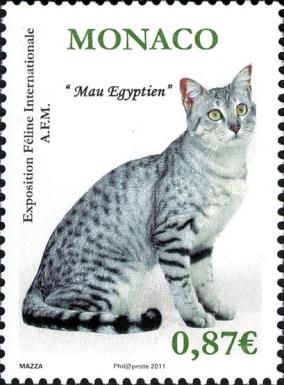 Egyptian Mau (Felis silvestris catus)